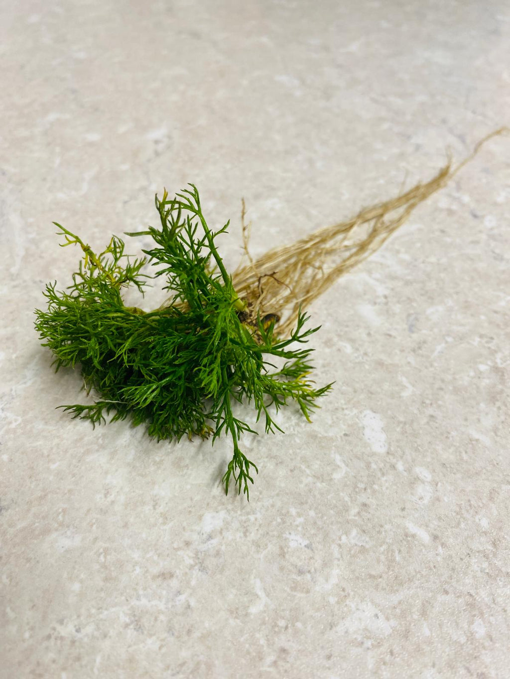 Treneague (25 plants)