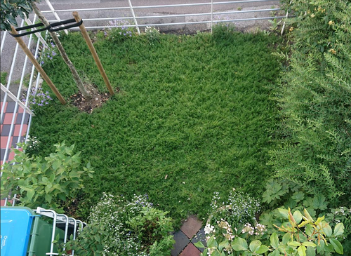 Treneague (25 plants)