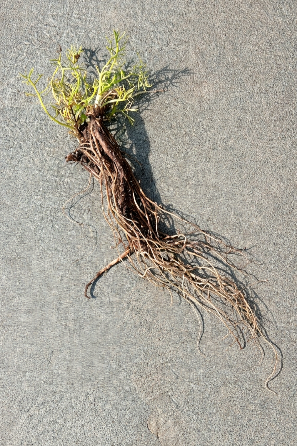 Treneague (25 plants)