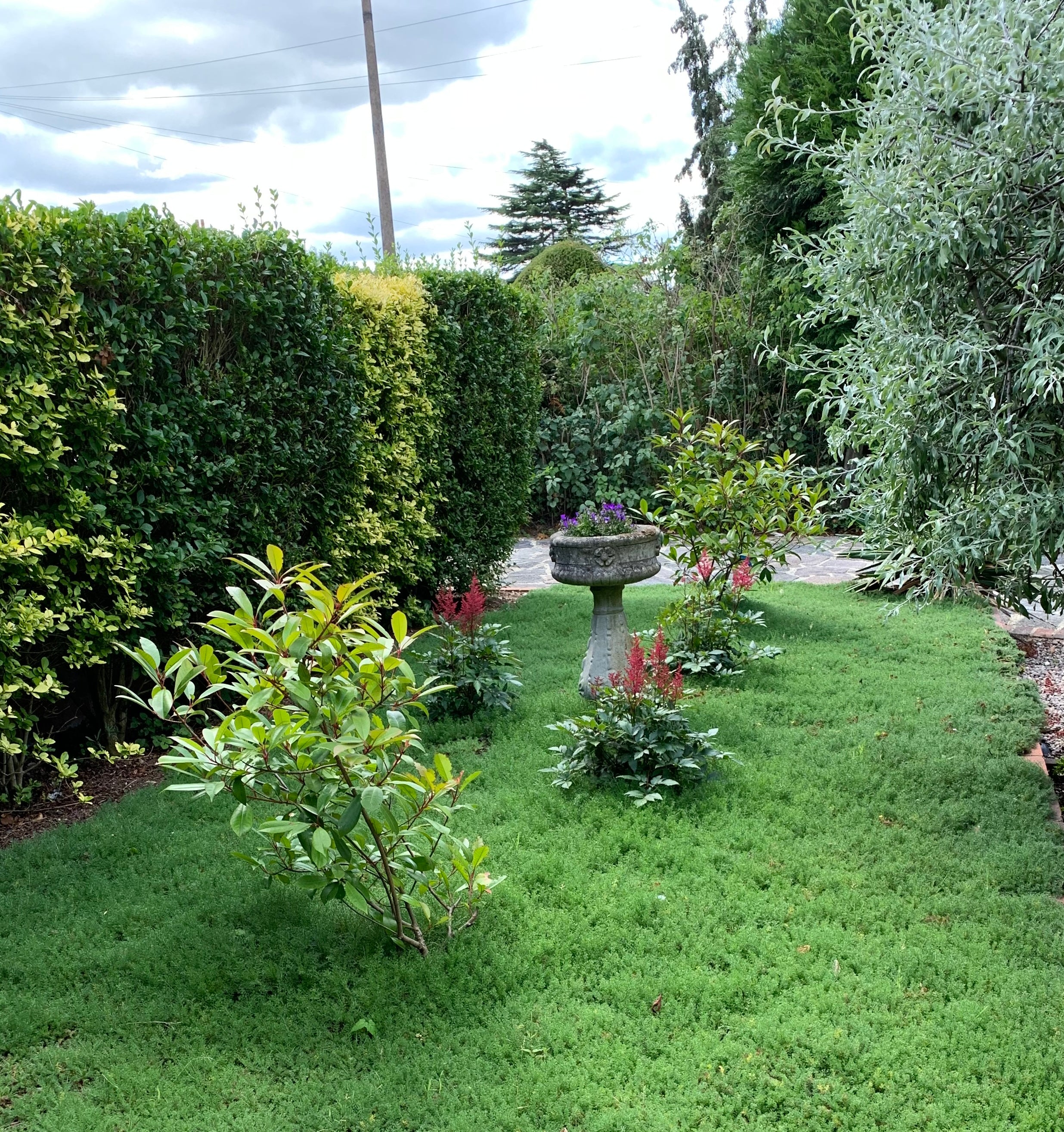 Treneague (25 plants)